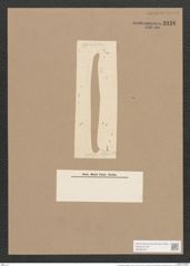 Pleurosigma prolongatum W.Sm. (de-Toni-Nr.: Genus 13, Species 1092) Zeichnungen Sammlung Grunow Nr. 2126 (NHMW-BOT-W0369161)